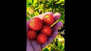 Strawberry like fruits of  Arbutus Unedo|| Amazing Arbutus Unedo#strawberry #shorts #ytshorts