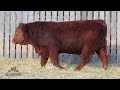 hillview farms bull u0026 female sale 2023 lot 3 hillview just do it rgk 400j