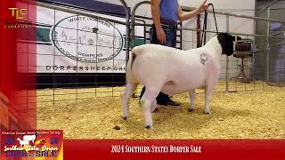 2024 Southern States Dorper Sheep Sale