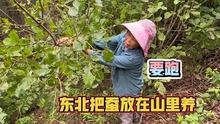 东北把蚕放在山里养，差点吃光树叶到处跑，娘倆给它们抓走换新树