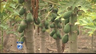 Family papaya farm plagued by theft