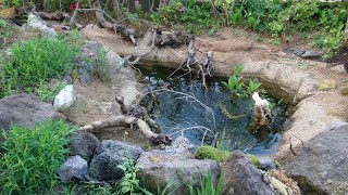 水辺を求めて…ビオトープ管理編-植栽   #春 #初夏 #植栽