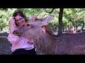 japan s amazing deer park exploring nara