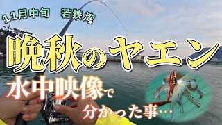 【11月中旬　若狭湾】思ってたんとちがう…、水中映像と自分のヤエンやり取り