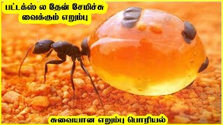 வேற லெவல்  சுவையான பூச்சிகள் |tasty foods |115