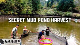 KOI HARVEST IN JAPAN_secret mud Pond_OMG WHAT A BRILLIANT DAY ***YAMAMATSU KOI FARM***