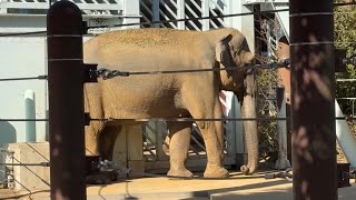 鳴いてるウタイちゃんのそばにいる優しいスーリヤさん【‎2025年‎1月28日】【上野動物園】アジアゾウ