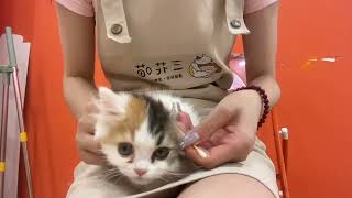 #创作灵感 #记录猫咪日常 #铲屎官的乐趣 猫咪护理，买猫