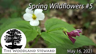 Spring Wildflowers #5 – May 16, 2021