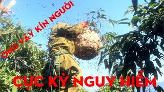 CHẠM TRÁN LOẠI ONG CỰC KỲ NGUY HIỂM TRÊN NGỌN CÂY-TỰ THỢ RỪNG