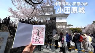 小田原城と桜〜2022/4/2〜神奈川県小田原市の旅