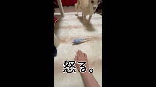 【セキセイインコ】やんちゃ娘に翻弄される家族🦜❤️ #shorts