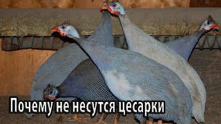 Почему не несутся цесарки