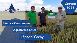 Pšenice CAMPESINO výnosné, zdravé B. Agrofarma Litice, agronom Václav Petrželka, K.Štípek a J. Mach