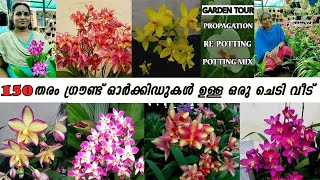 Ground orchid care / ഗ്രൗണ്ട് ഓർക്കിഡ് നിറയെ പൂക്കളും തൈകളും ഉണ്ടാകുവാൻ ഇതൊന്നു പരീക്ഷിച്ചു നോക്കു.