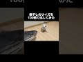 子猫に煮干しのサイズを100倍で出してみた結果 猫 ブリティッシュショートヘア