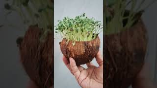 கொட்டங்குச்சியில் வெந்தய கீரை|Growing Methi in coconut shell#srigardenneeds#மாடித்தோட்டம்