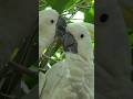 Australia ❤️ Cockatoos #beautifulbirds #fyp #birds