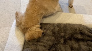 愛犬に高級ベッドをプレゼントした結果こうなりました。。笑【ドギー 犬用ベッドレビュー】