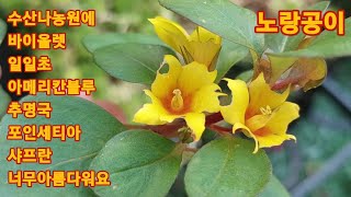 855회. 수산나농원에 놀러오세요 가을꽃 예뻐요.