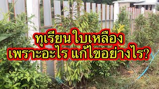 ทุเรียนมือใหม่..แก้ไขใบทุเรียนเหลืองอย่างไร?