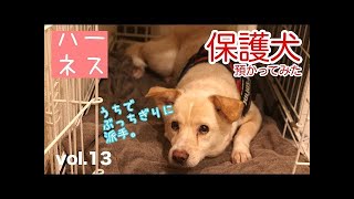 【保護犬預かり】ハーネス、ユリウスK-9（JULIUS K-9)を買って装着させてみた。【2ヶ月と15日】