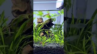 Lampeye Killifish in 30cm Low Nano Planted Tank