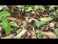 クロコノマチョウ melanitis phedima 城門郊野公園 2019 04 23 shing mun country park butterfly of hong kong 香港の蝶