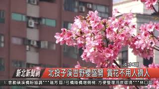 1070319新北新聞網10 淡水區北投子溪吉野櫻盛開 賞花不用人擠人