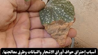 أسباب إحتراق حواف أوراق الاشجار  والنباتات وطرق معالجتها_leaf edges burning