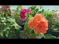 pelargonium 제라늄 제라늄꽃이 늘고 있는 베란다. 화분 흙 위에 곰팡이가 핀다면