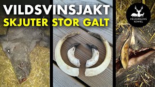 Vildsvinsjakt. Skjuter stor galt.