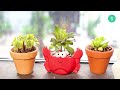 best tips how to care for aeonium succulent plants