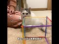 透明の壁で遊んでたら猫がラップに突撃しちゃった・・・。