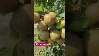 📹 Киви нок кўчатидан бор +998953657974 мурожат учун #uzbekistan #toshkent #рекомендации #fruit