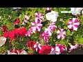 arambagh nursery আরামবাগ নার্সারি nursery visit rose nursery beautiful rose bougainvillea china rose