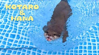 カワウソコタローとハナ おやつ食べながらニャムニャム泳ぐハナ　Otter Hana Eating Treats While Swimming