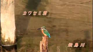 杭に止まる カワセミ