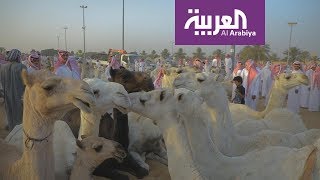 نشرة الرابعة | بريدة .. هنا أكبر سوق للإبل في العالم