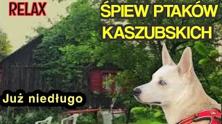 ŚPIEW PTAKÓW NA KASZUBACH. CHATA ZAGRODNICZA Z IXX wieku w Węsiorach. Byliśmy u Taty!