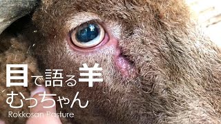 目で語る羊【六甲山牧場】巨大な４本角の茶色い羊マンクスロフタンのむっちゃんは目で語る