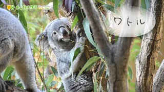 【東山動植物園公式】ねむたいワトル《 コアラ 》