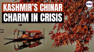 Autumn In Kashmir Won't Be The Same If... | J\u0026K's Majestic Chinar Trees In Crisis | Ground Report