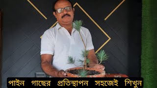 বনসাই পাইন গাছের রিপট ও তার soil কেমন হওয়ার প্রয়োজন দেখুন #পাইন #বনসাই #sanjib