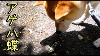 柴犬小次郎、近所散歩でアゲハ蝶🦋 Shiba ibu and swallowtail butterfly