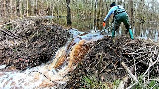 Beaver Dam Removal! || Tearing Out Mother Beaver Dam #1 By Hand Remastered!