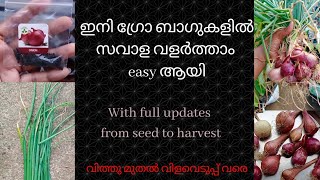 സവാള ഇനി ഗ്രോ ബാഗിൽ എളുപ്പത്തിൽ വളർത്താം| How to grow Onion - from seed to harvest