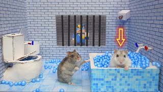 🐹Hamsters Escapes the Awesome 5-Star Luxury Prison Maze with Bathtub🐹 for Pets in real life