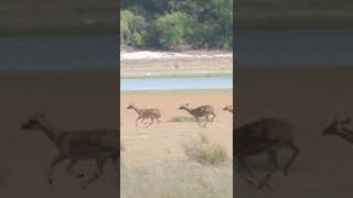 Spotted deer running #shorts