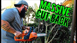 HUGE CUT BACK ON MATURE HOLLY BUSHES